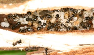A twig nest of Pheidole sensitiva. Photo: Benoit Guénard
