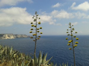 “I wish those flowers were closer and then we could pick them and you could do the work.” –my daughter to me while on vacation
