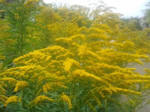 Goldenrod was a sure sign of the late summer growing up and now thanks to gardeners it seems to be a part of the Swedish landscape as well. 
