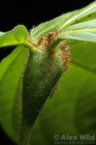 image from Alex Wild - alexanderwild.com