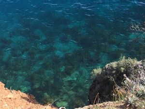 Monet Kelp Forest. photo by Bruce McGlynn