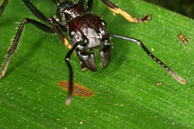 Bullet ant image by Benoit Guenard