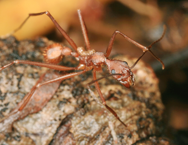 Aphaenogaster-araneoides5.jpg